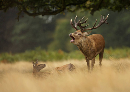英国母鹿群中的红鹿在草丛中吼叫
