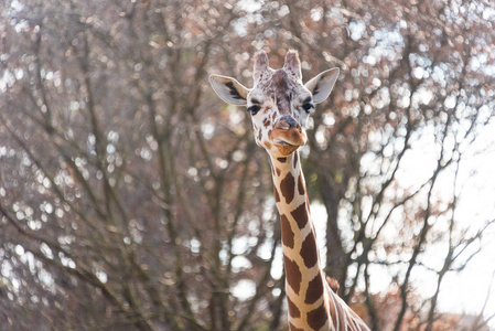 美丽的大长颈鹿在城市动物园