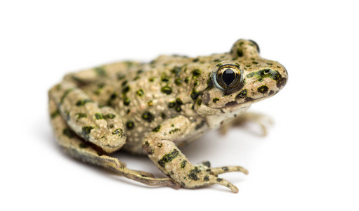 常见的香菜蛙, Pelodytes 马尾, 隔离