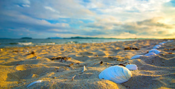 在海滩上，被太阳照亮的贝壳。许多的贝壳，在白色的沙滩上