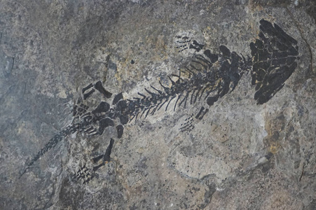 小爬行动物化石