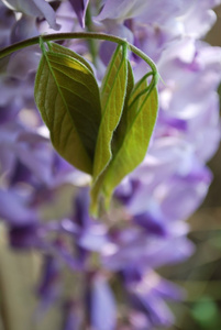 Wisteria Flowers详细信息