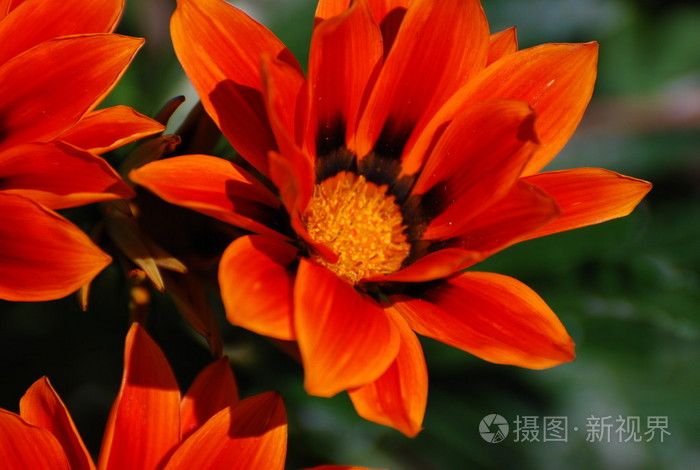 橙色的花