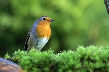 罗宾鸟, Erithacus rubecula