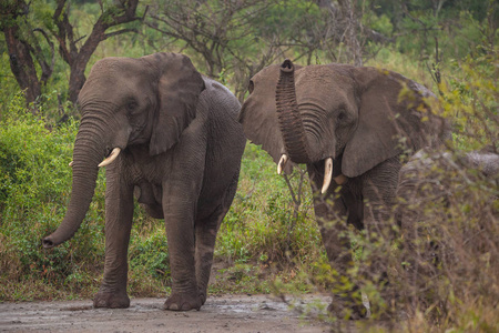 南非野生动物园大象图片