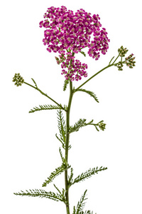 蓍的花, 蓍 millefolium, 白色隔离