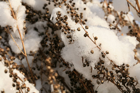 蒿也叫 estragon 在雪之下乡下冬天庭院