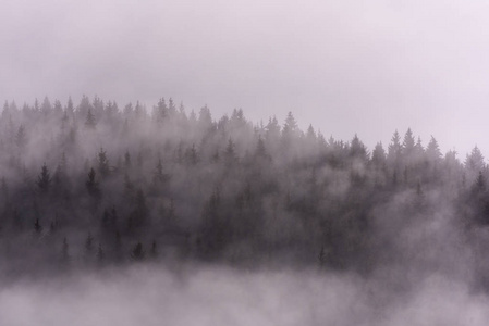 松树林上空的雾气。潮湿山区的晨雾