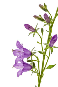 风铃紫罗兰花, 白色背景上的隔离