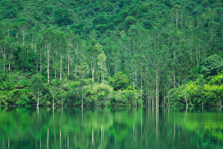 湖与树