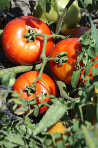 Field Tomatos Red