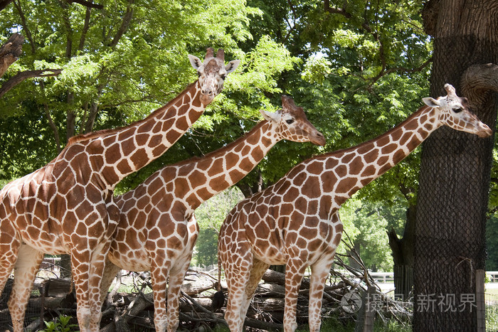 在动物园里三只长颈鹿