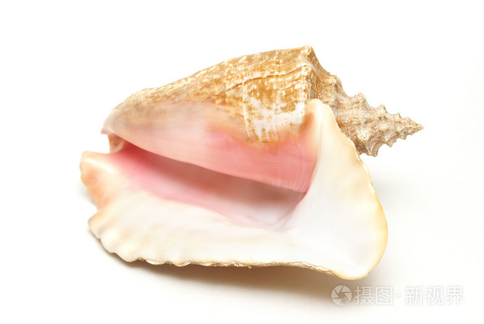 大型海螺壳