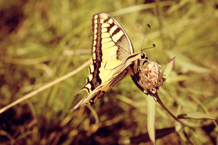 美丽的黄虎燕蝶