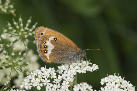 珍珠荒地 Coenonympha arcania斯洛文尼亚