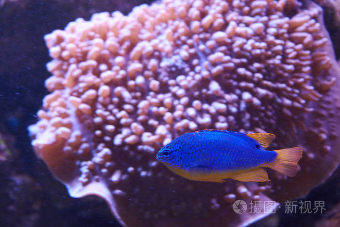 chrysiptera橙色底蓝鱼
