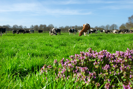 荷兰风景中的奶牛