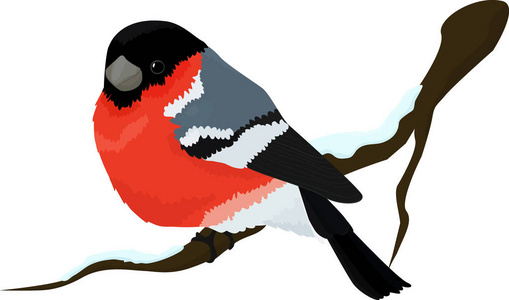 红腹灰雀鸟冬天图