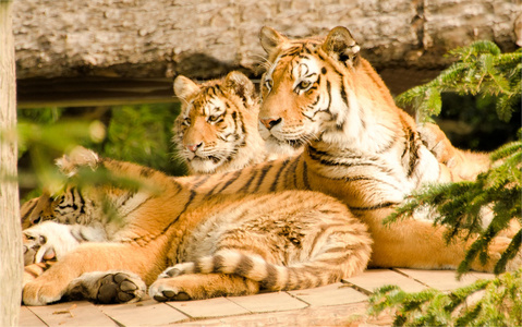 老虎 tiger的名词复数  凶猛的人 勇士 猛士