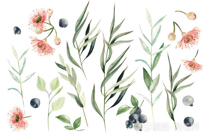 手绘桉树元素和浆果.白色背景上的花卉插图.用于设计和纺织