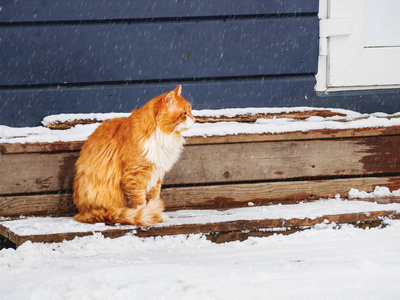 毛茸茸的生姜猫坐在户外木门廊。雪中流浪动物的冬季背景