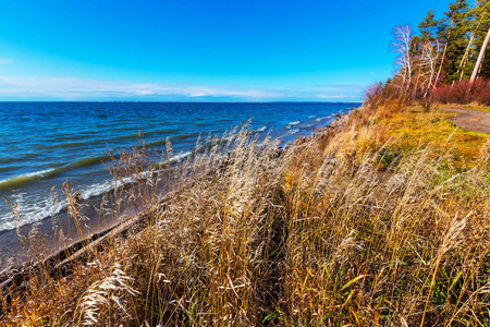 秋季景观与草在河上 Ob. 新西伯利亚州, 西伯利亚, 俄罗斯