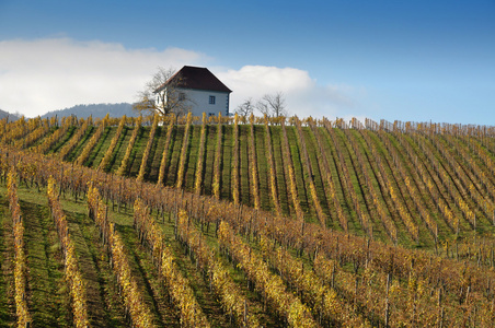 Vineyards in Autumn. kalce, Slovenia