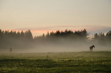 草地上的野马。Sundawn 和雾