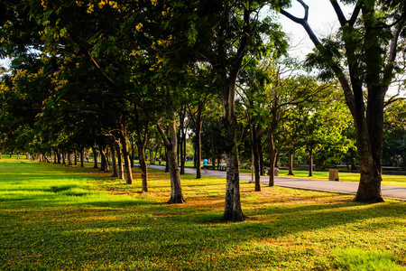 城市公园绿色草地树上的夕阳灯好环境叶子