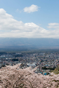 作为在蓝蓝的天空背景上前景是白色云与樱花开花在日本著名的地标的富士山
