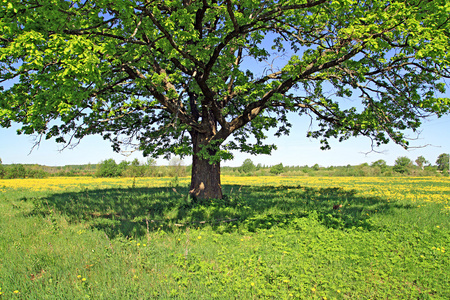 夏季景观