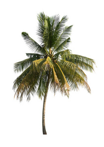 椰子树在白色背景上