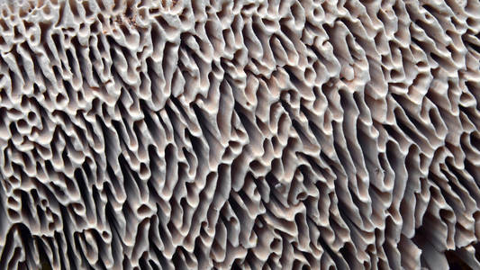 蘑菇鳃, lenzites