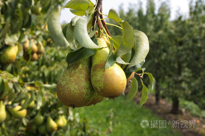 阳光下果园里满是果实的梨树