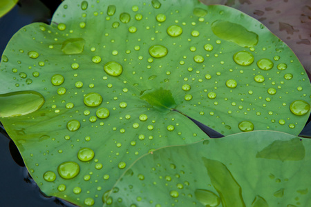 水滴在叶莲