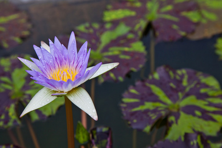 荷花或睡莲花开于池塘