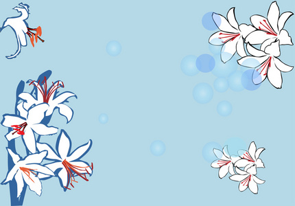 简单的白色百合鲜花装饰图片