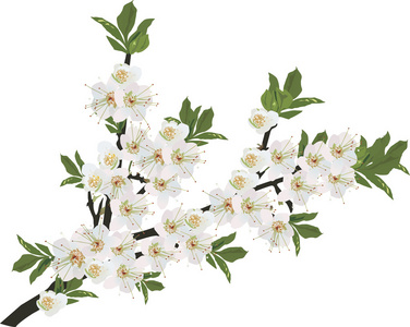 白色的花樱花隔离的分支