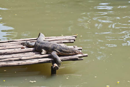 监控蜥蜴躺在木筏上图片