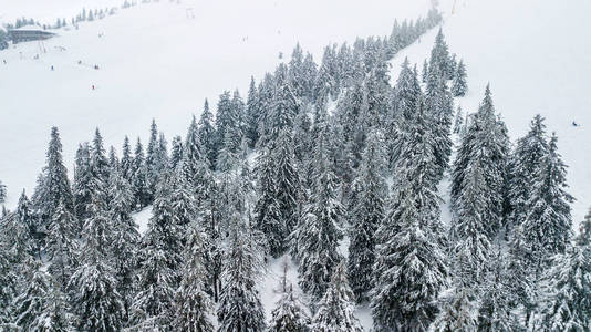 山上白雪覆盖的圣诞树鸟瞰图