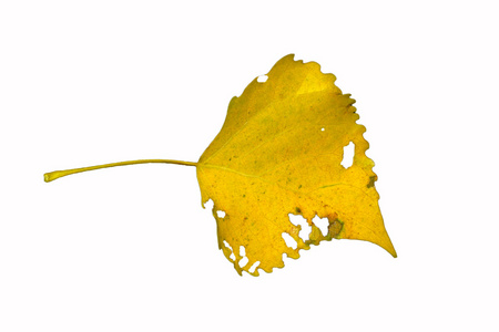 树叶，花瓣 leaf的复数 页 leaf的名词复数  叶子 有状叶的 金属薄片