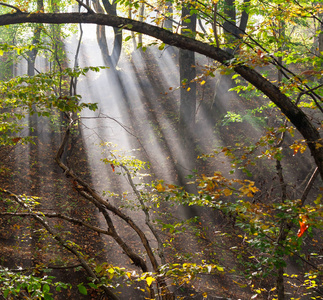 森林风景以太阳射线在烟