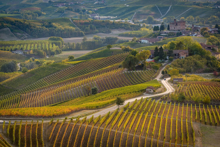 在意大利北部秋季全 langhe 地区葡萄园