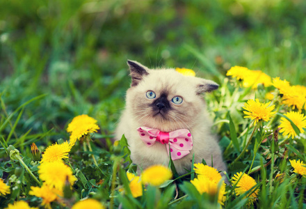小猫戴蝴蝶领结在蒲公英花草坪图片