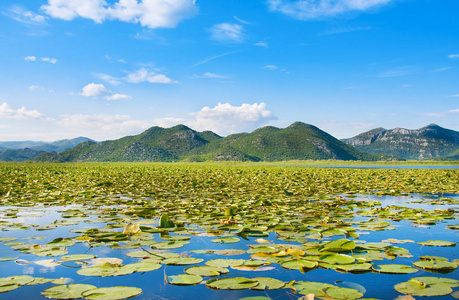 斯卡达尔湖国家公园 黑山