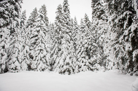 冷杉树冬季雪路槽林