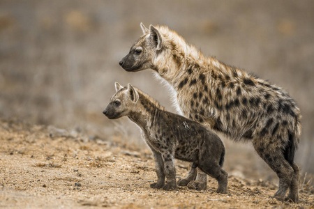 斑点的鬣在南非克鲁格国家公园