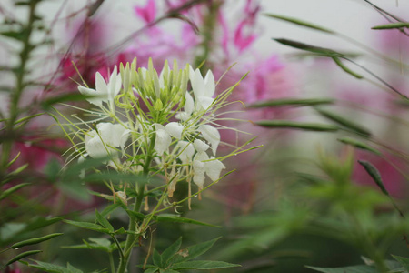 白蜘蛛花关闭