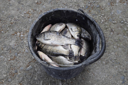 河里的鱼在塑料桶里。钓鱼。鲤鱼和鲤鱼。杂草鱼