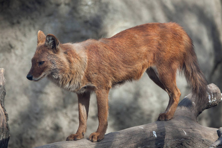 乌苏里 dhole 豺犬犬，也被称为印度的野狗